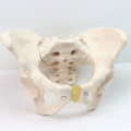 PELVIS03 (12340) Medical Anatomical Adult Female Pelvis Model, Anatomy Models > Male/Female Models